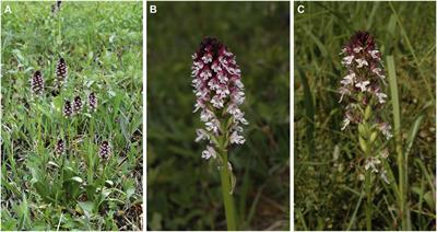 Specialization for Tachinid Fly Pollination in the Phenologically Divergent Varieties of the Orchid Neotinea ustulata